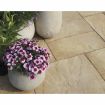 Picture of Stonemarket Bourton 600x600mm Buff (Reduced to Clear)